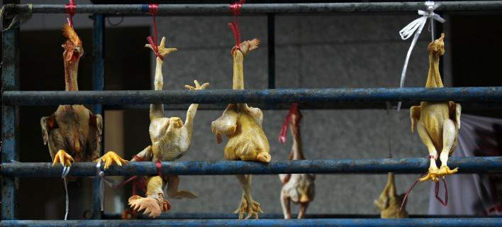 Ρωσία: 3.000 γαλοπούλες πέθαναν κυριολεκτικά από τον φόβο τους εξαιτίας μιας σαύρας